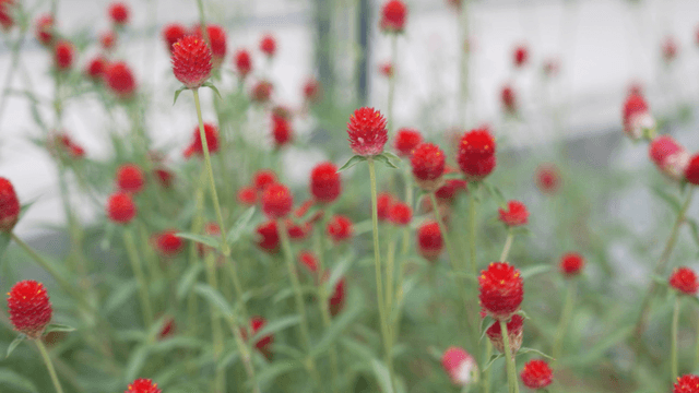 Red flowers blooming in garden