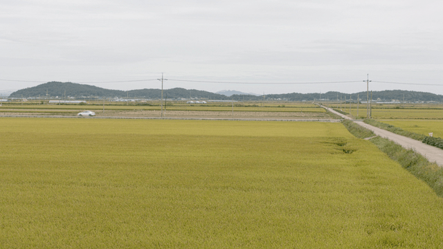 Expansive rice fields under a cloudy sky