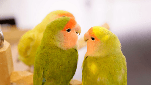 Lovebirds gently grooming each other on a wooden perch