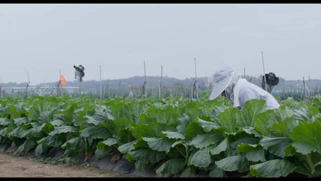 Farmer working in a cabbage field