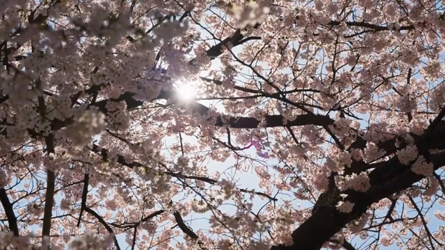 햇살이 비치는 벚꽃