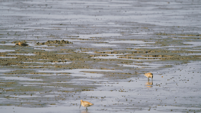 Sandpipers feeding in the muddy tidal wetland