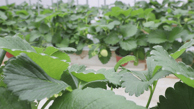 Greenhouse with lush strawberry plants