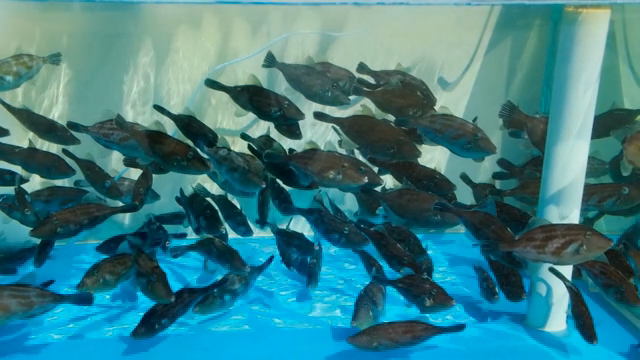 Fish swimming in a clear aquarium
