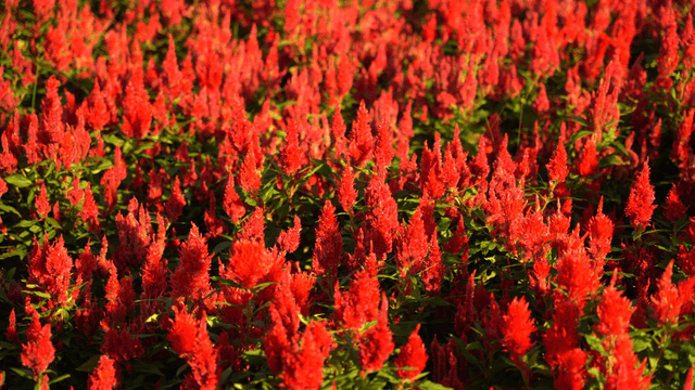 들판에 가득찬 붉은 맨다리미 꽃