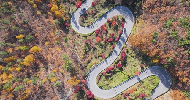 Winding road through autumn forest