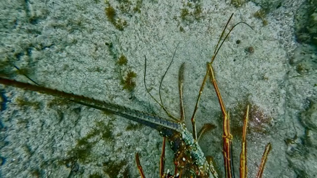 Lobster on the ocean floor with seaweed