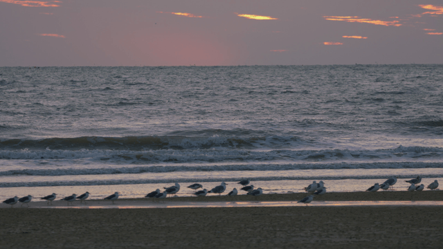 Sandpipers on a dark and quiet beach