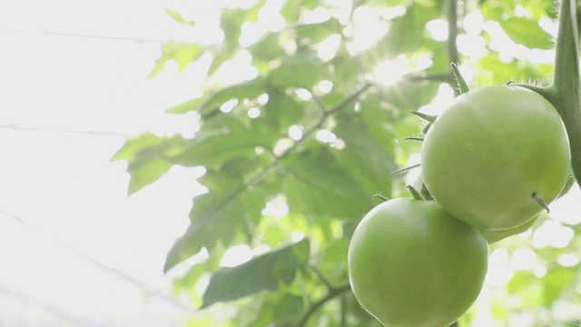 Green tomatoes growing on a vine