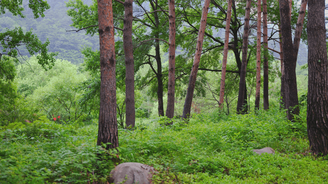 Lush green forest with tall trees