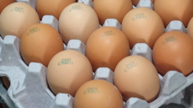Eggs neatly arranged in a carton