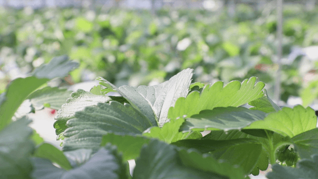 Green leaves in a sunlit greenhouse
