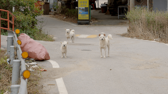 조용한 거리에서 서 있는 세 마리의 개