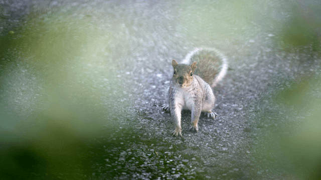 Squirrel on a forest path