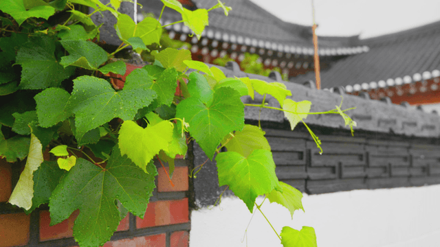 Green vines on a traditional hanok tile wall
