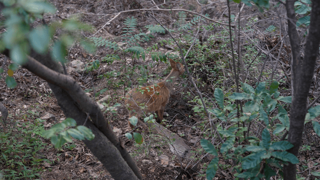 Grazing deer eating grass in forest undergrowth