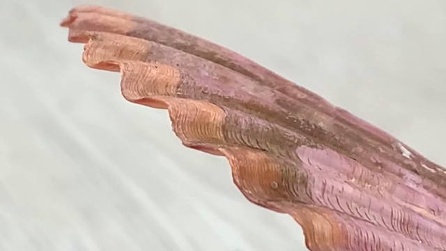 Close-up of a pink seashell edge