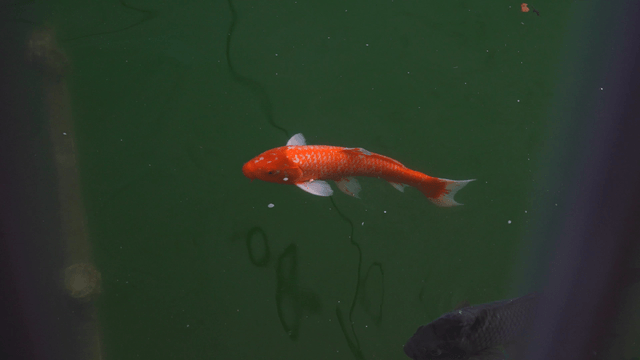 Orange and black koi swimming in a pond