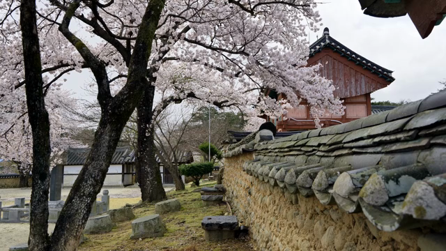 Cherry blossoms next to a traditional Korean house wall