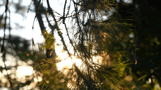 Sunlight filtering through pine needles