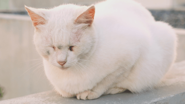 White cat resting peacefully outdoors
