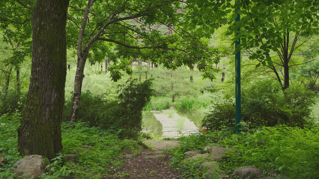 A tranquil forest with a small stream