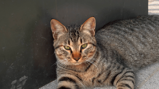 A relaxed tabby cat lying on the pavement