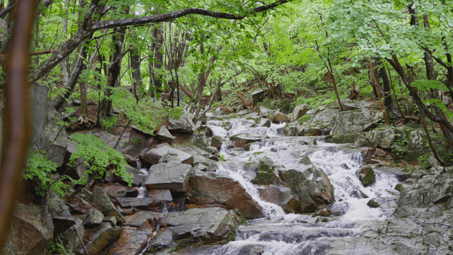 Clear stream flowing through peaceful forest