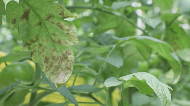 Greenhouse with growing plants