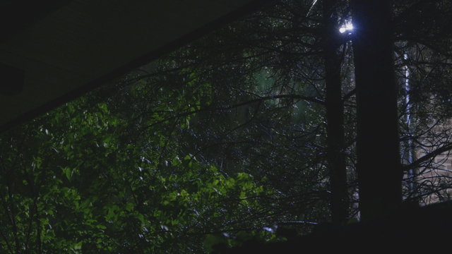 Nighttime view of a forest with rain