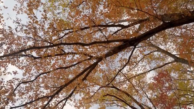 Autumn leaves on tree branches