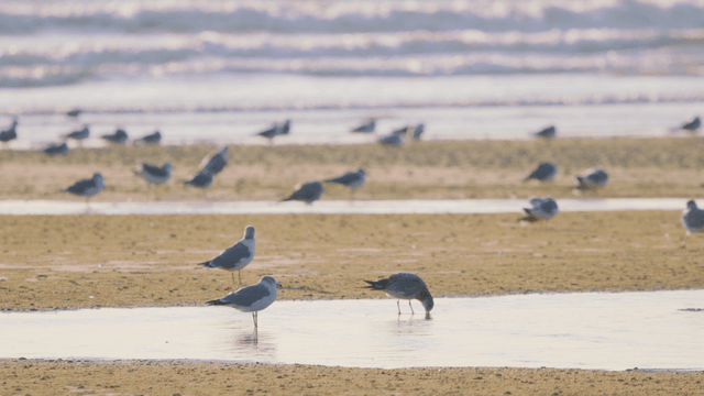 Sandpipers resting on sandy beach