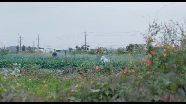 Peaceful farm with scarecrows and crops