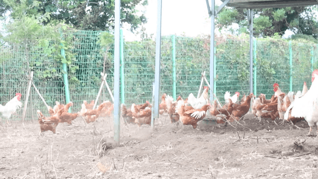 울타리 안에서 돌아다니는 닭들
