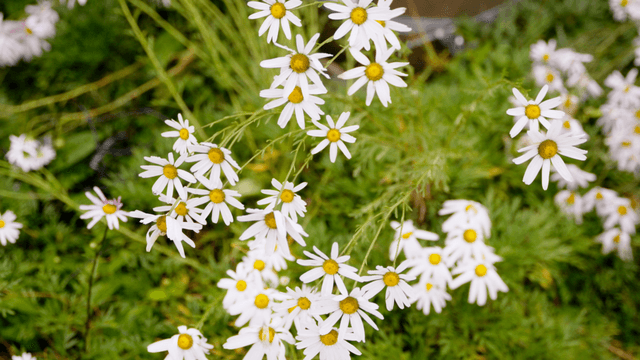 White daisies blooming in a green field