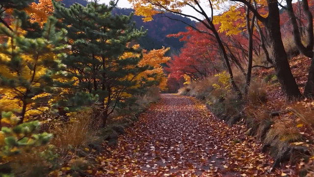 Tranquil autumn forest path lined with colorful trees
