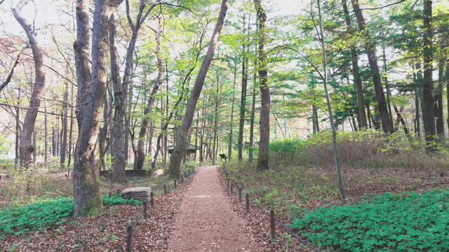 Sunlit walk path in a forest