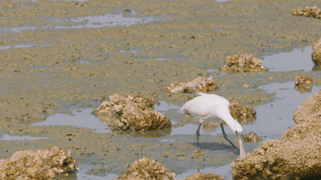 Spoonbills foraging on the tidal flat