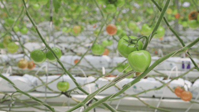 Green tomatoes growing in a greenhouse