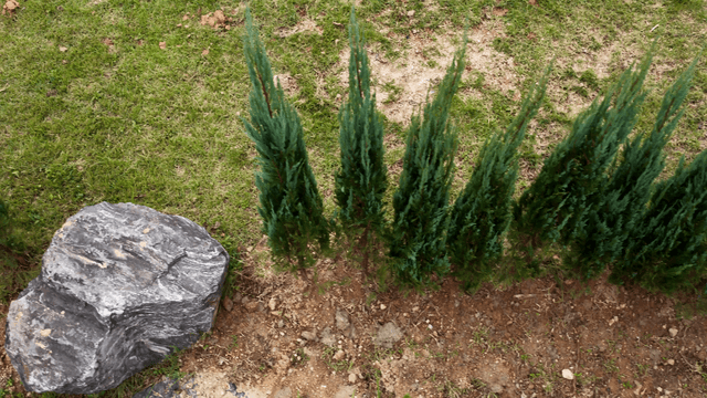 Small trees and a rock in a garden