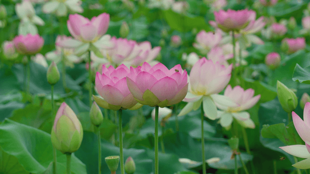 Pink lotus flowers blooming in a pond