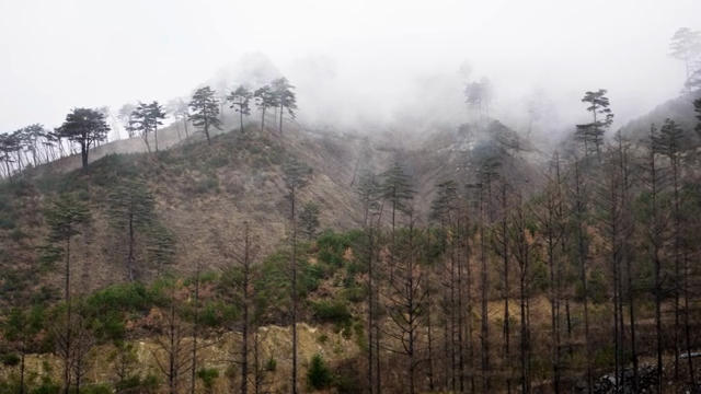 Foggy mountain landscape with trees