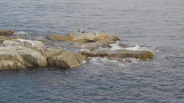바닷새들이 쉬고 있는 바위 해안