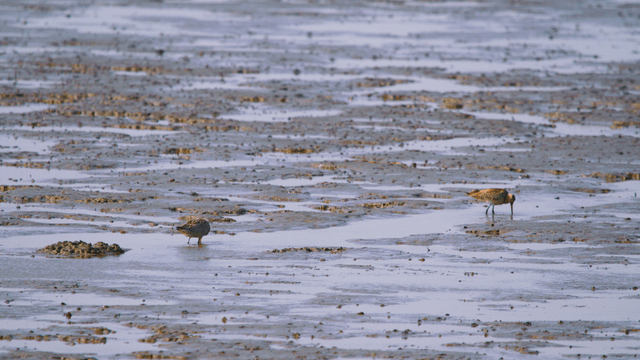 Sandpipers probing their beaks into the muddy tidal shore