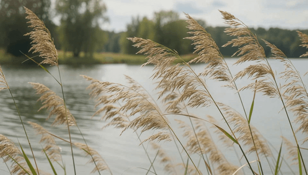 Reeds swaying by a tranquil lakeside