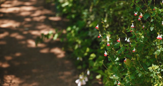 Small and intense flowers blooming on the forest path