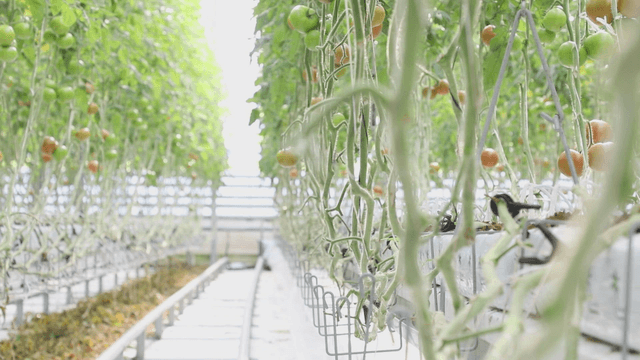 Tomatoes growing in a greenhouse