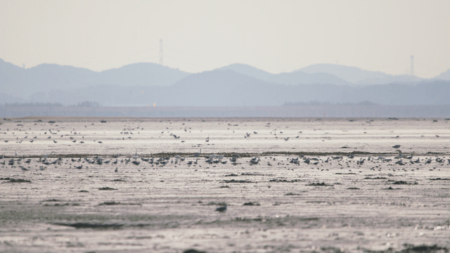 수많은 새들이 날아 드는 넓은 갯벌