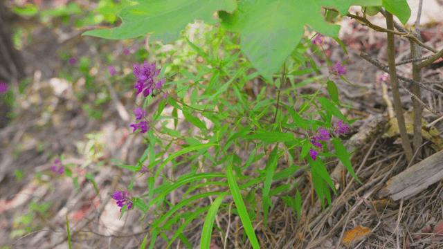 Purple wildflowers growing in the forest