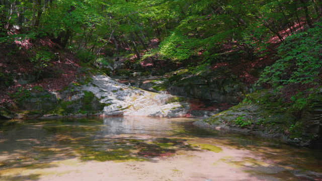 Sunlit creek in quiet forest